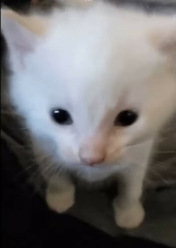 Herbert
