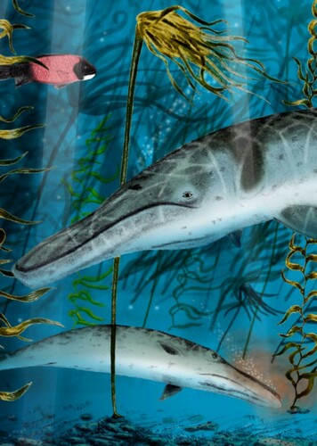 Herpetocetus