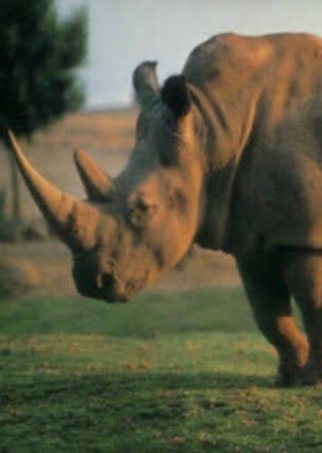 Herr Rhino
