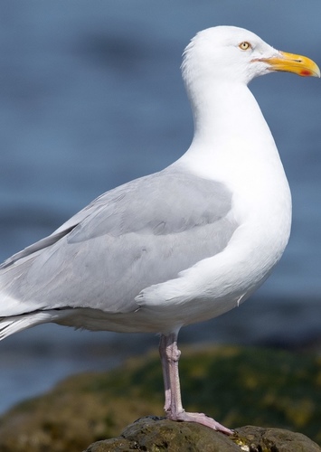 Herring Gull