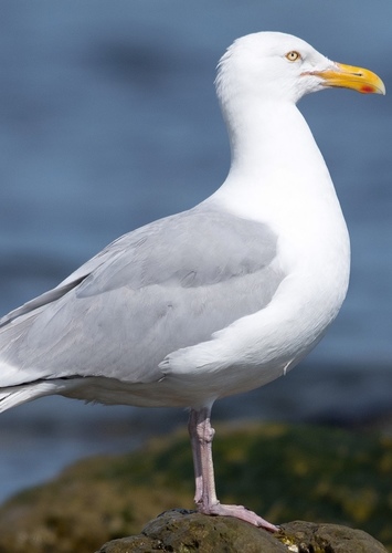 Herring Gull