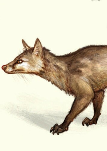 Hesperocyon