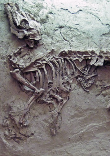 Heteromeryx