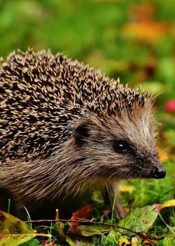 Hetty The Hedgehog