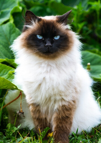Himalayan