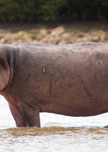 Hippo