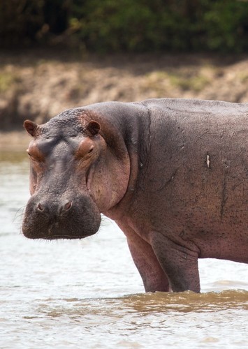 Hippo