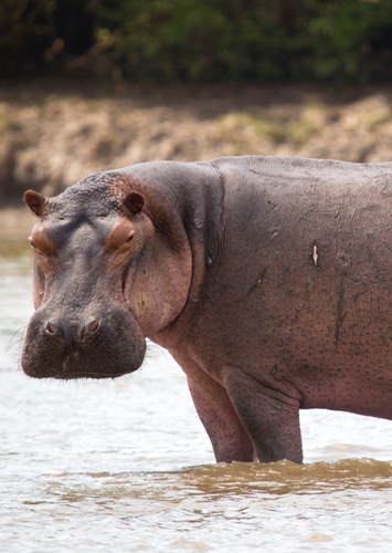 Hippo