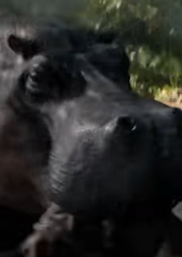 Hippopotamus