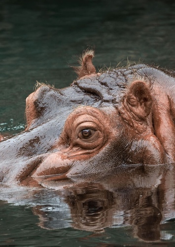 Hippopotamus