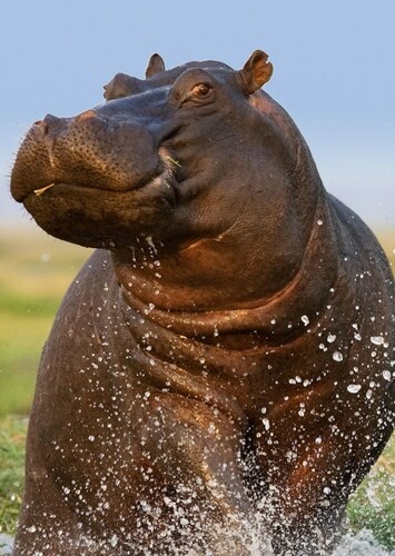 Hippopotamus