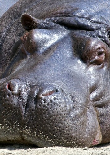 Hippopotamus