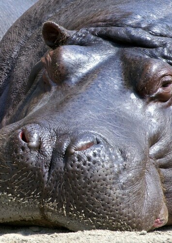 Hippopotamus
