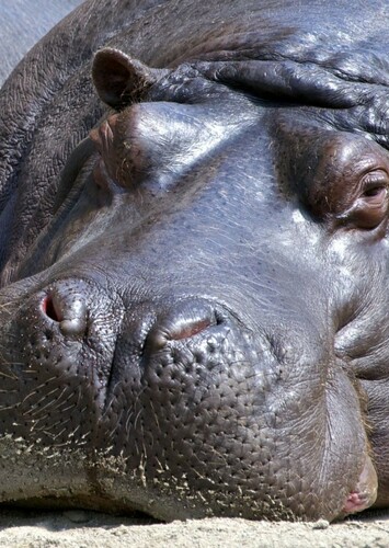 Hippopotamus