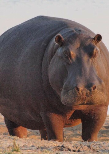 Hippopotamus