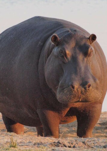 Hippopotamus