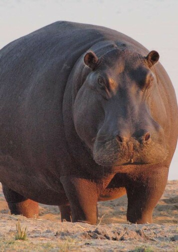 Hippopotamus