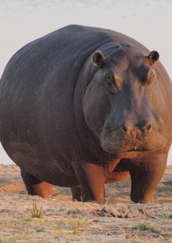 Hippopotamus