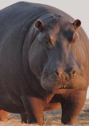 Hippopotamus