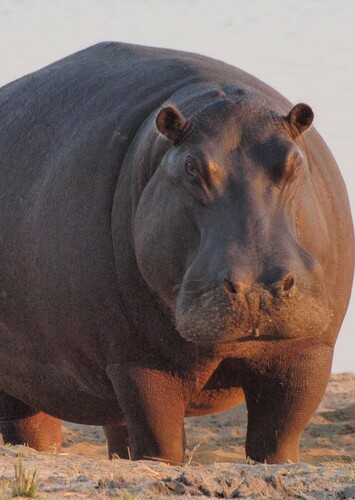 Hippopotamus