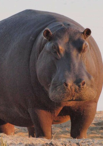 Hippopotamus
