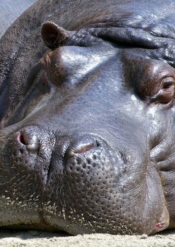 Hippopotamus