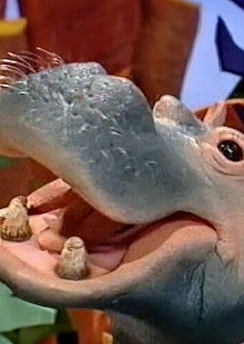 Hippopotamus