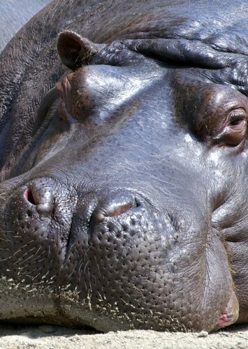 Hippopotamus