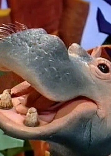 Hippopotamus