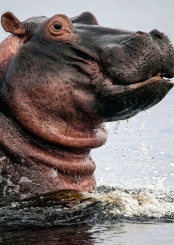 Hippopotamus