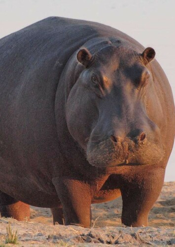 Hippopotamus