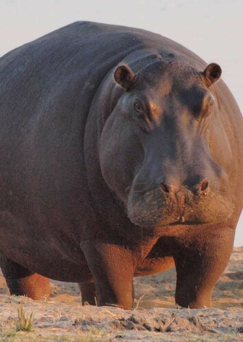 Hippopotamus