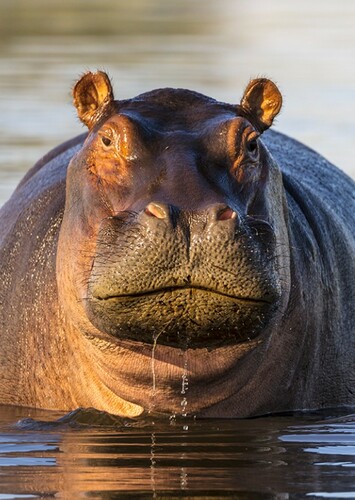 Hippopotamus