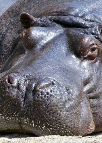 Hippopotamus