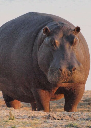 Hippopotamus