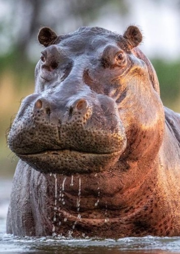 Hippopotamus