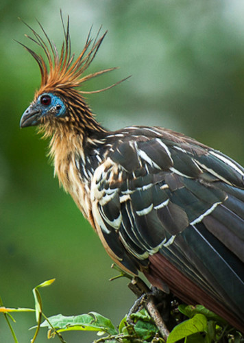 Hoatzin