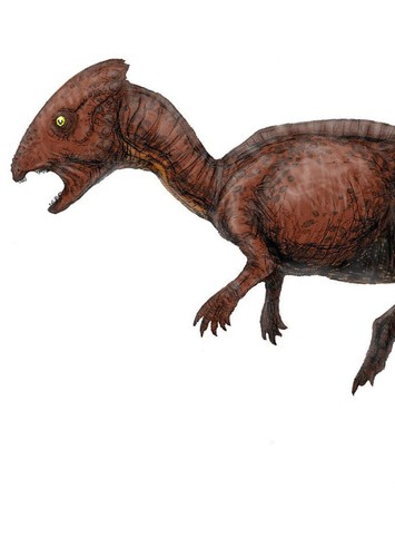 Homalocephale