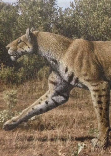 Homotherium