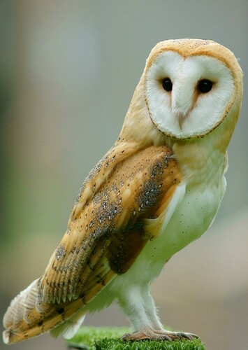 Hooter