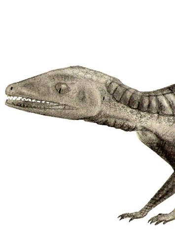 Hoplosuchus
