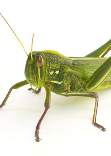 Hopper