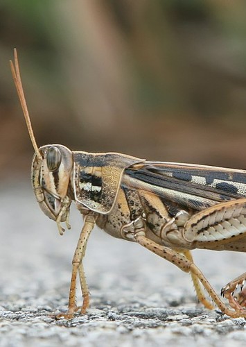 Hopper The Grasshopper