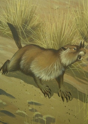 Horned Gopher