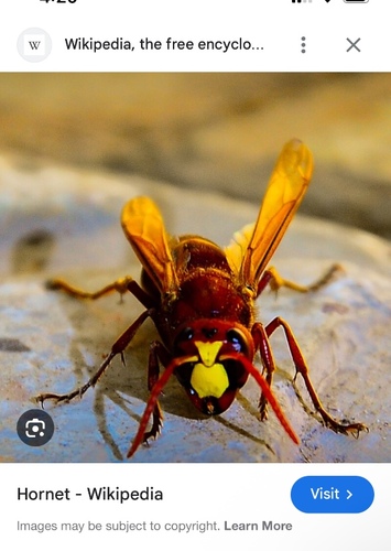 Hornet