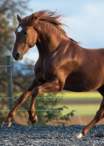 Horse