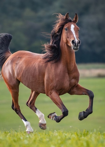 Horse