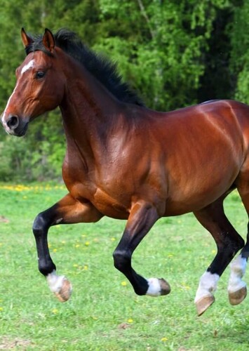 Horse