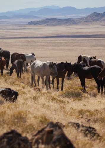 Horses