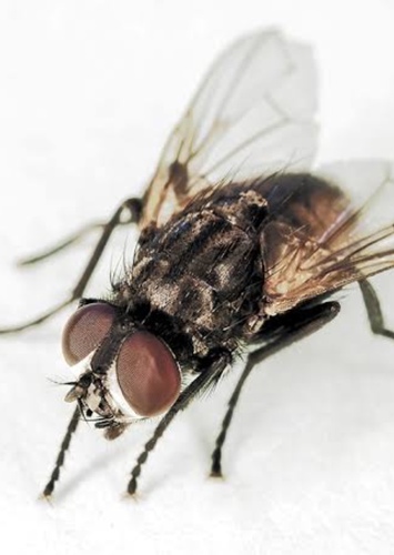 House Fly